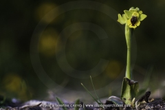 Ophrys corsica