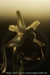 Ophrys panormitana