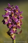 Dactylorhiza sambucina