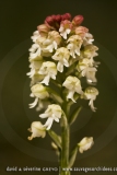 Neotinea ustulata