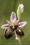 Ophrys aveyronensis