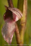 Serapias lingua