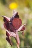Serapias cordigera