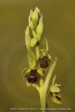 Ophrys aymoninii