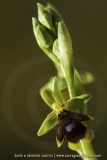 Ophrys aymoninii