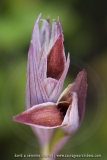 Serapias nurrica