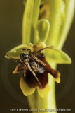 Ophrys aymoninii