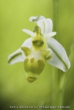 Ophrys scolopax