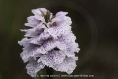 Dactylorhiza ericetorum