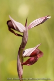 Serapias olbia
