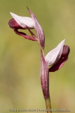 Serapias olbia