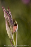 Serapias strictiflora