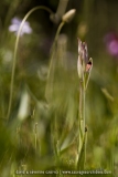 Serapias strictiflora