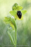 Ophrys lutea