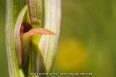 Serapias strictiflora