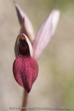 Serapias lingua