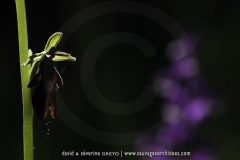 Ophrys insectifera