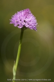 Traunsteinera globosa