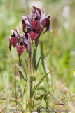 Serapias cordigera