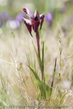 Serapias cordigera