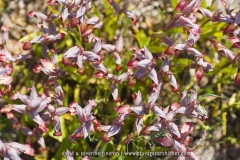 Serapias lingua