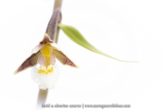Epipactis des marais