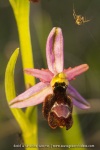 Ophrys drumana