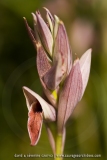 Serapias nurrica