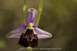Ophrys druentica