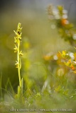 Ophrys aymoninii