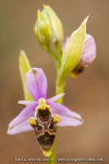Ophrys scolopax