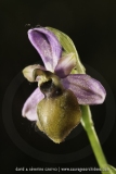 Ophrys aveyronensis