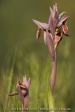 Serapias nurrica
