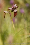 Serapias cordigera