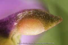 Ophrys aveyronensis