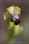 Ophrys lupercalis