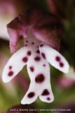 Neotinea ustulata