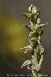 Neotinea maculata