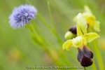 Ophrys sulcata
