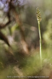 Neotinea maculata