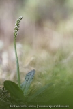 Neotinea maculata