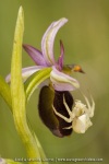Misumena vatia et Ophrys drumana