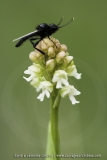 Neotinea maculata