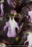 Himantoglossum robertianum