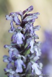 Himantoglossum robertianum