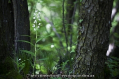 Cephalanthera longifolia