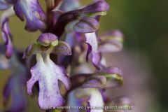 Himantoglossum robertianum