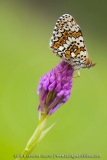 melitaea cinxia et Anacamptis pyramidalis