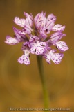 Neotinea tridentata (syn. Orchis)