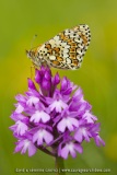 melitaea cinxia et Anacamptis pyramidalis